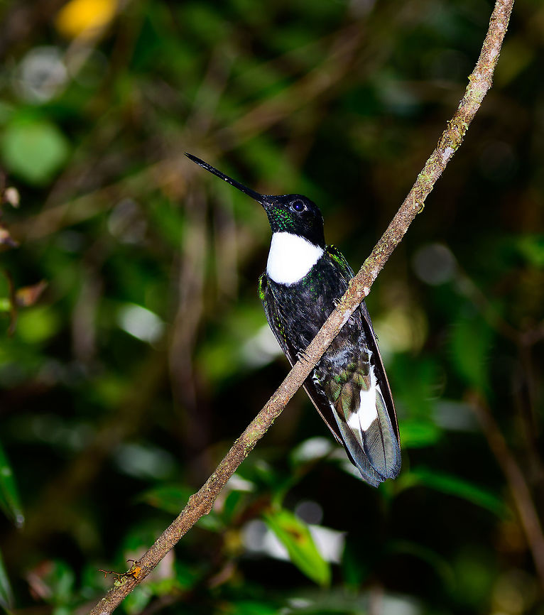 Collared Inca posing, Tatama National Park, Colombia  Cerro Montezuma,Choco,Chocó,Coeligena torquata,Collared inca,Colombia,Colombia Choco & Pacific region,Fall,Geotagged,Montezuma,South America,Tatama National Park,Tatamá National Park,World