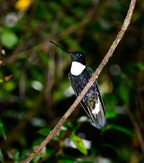 Collared Inca posing, Tatama National Park, Colombia  Cerro Montezuma,Choco,Choc&oacute;,Coeligena torquata,Collared inca,Colombia,Colombia Choco & Pacific region,Fall,Geotagged,Montezuma,South America,Tatama National Park,Tatam&aacute; National Park,World
