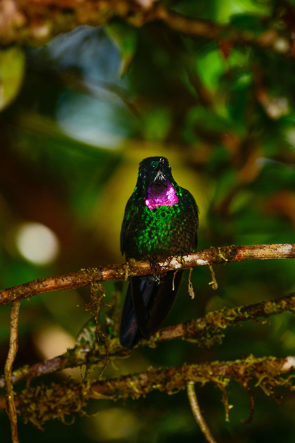 Tourmaline Sunangel closeup, Tatama National Park, Colombia  Cerro Montezuma,Choco,Choc&oacute;,Colombia,Colombia Choco & Pacific region,Fall,Geotagged,Heliangelus exortis,Montezuma,South America,Tatama National Park,Tatam&aacute; National Park,Tourmaline sunangel,World