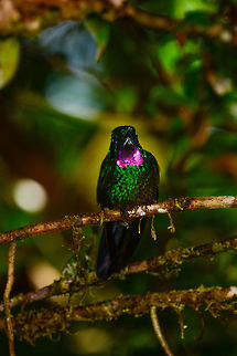 Tourmaline Sunangel closeup, Tatama National Park, Colombia  Cerro Montezuma,Choco,Chocó,Colombia,Colombia Choco & Pacific region,Fall,Geotagged,Heliangelus exortis,Montezuma,South America,Tatama National Park,Tatamá National Park,Tourmaline sunangel,World