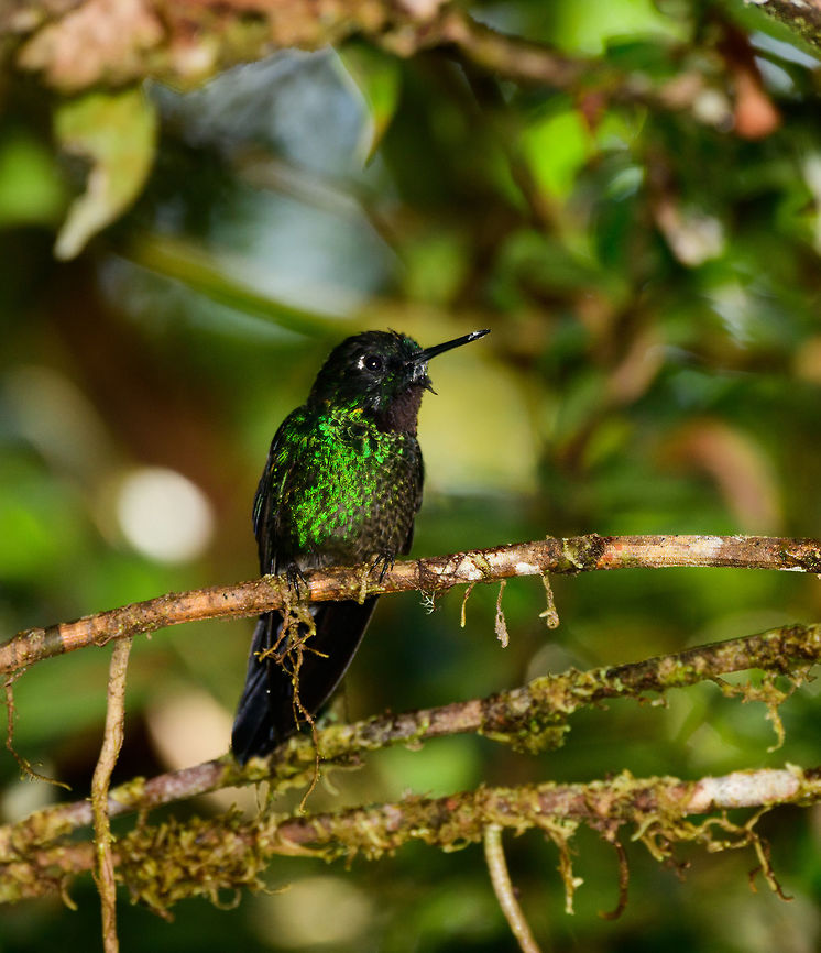 Tourmaline Sunangel closeup II, Tatama National Park, Colombia Photo only seconds apart showing how a slight change of angle has a dramatic impact on the appearance of this bird:<br />
<figure class="photo"><a href="https://www.jungledragon.com/image/55259/tourmaline_sunangel_closeup_tatama_national_park_colombia.html" title="Tourmaline Sunangel closeup, Tatama National Park, Colombia"><img src="https://s3.amazonaws.com/media.jungledragon.com/images/2/55259_thumb.jpg?AWSAccessKeyId=05GMT0V3GWVNE7GGM1R2&Expires=1769040010&Signature=LOay6IL4ZSkHq7DJEEqGvIFCkmA%3D" width="102" height="152" alt="Tourmaline Sunangel closeup, Tatama National Park, Colombia  Cerro Montezuma,Choco,Choc&oacute;,Colombia,Colombia Choco &amp; Pacific region,Fall,Geotagged,Heliangelus exortis,Montezuma,South America,Tatama National Park,Tatam&aacute; National Park,Tourmaline sunangel,World" /></a></figure> Cerro Montezuma,Choco,Choc&oacute;,Colombia,Colombia Choco & Pacific region,Fall,Geotagged,Heliangelus exortis,Montezuma,South America,Tatama National Park,Tatam&aacute; National Park,Tourmaline sunangel,World