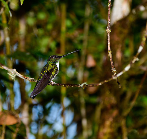 Collared Inca perched - side view, Tatama National Park, Colombia  Cerro Montezuma,Choco,Choc&oacute;,Coeligena torquata,Collared inca,Colombia,Colombia Choco & Pacific region,Fall,Geotagged,Montezuma,South America,Tatama National Park,Tatam&aacute; National Park,World