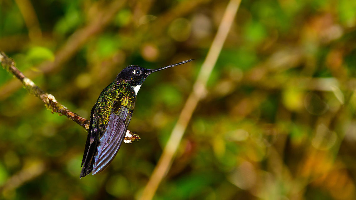 Collared Inca - wide angle, Tatama National Park, Colombia  Cerro Montezuma,Choco,Chocó,Coeligena torquata,Collared inca,Colombia,Colombia Choco & Pacific region,Fall,Geotagged,Montezuma,South America,Tatama National Park,Tatamá National Park,World
