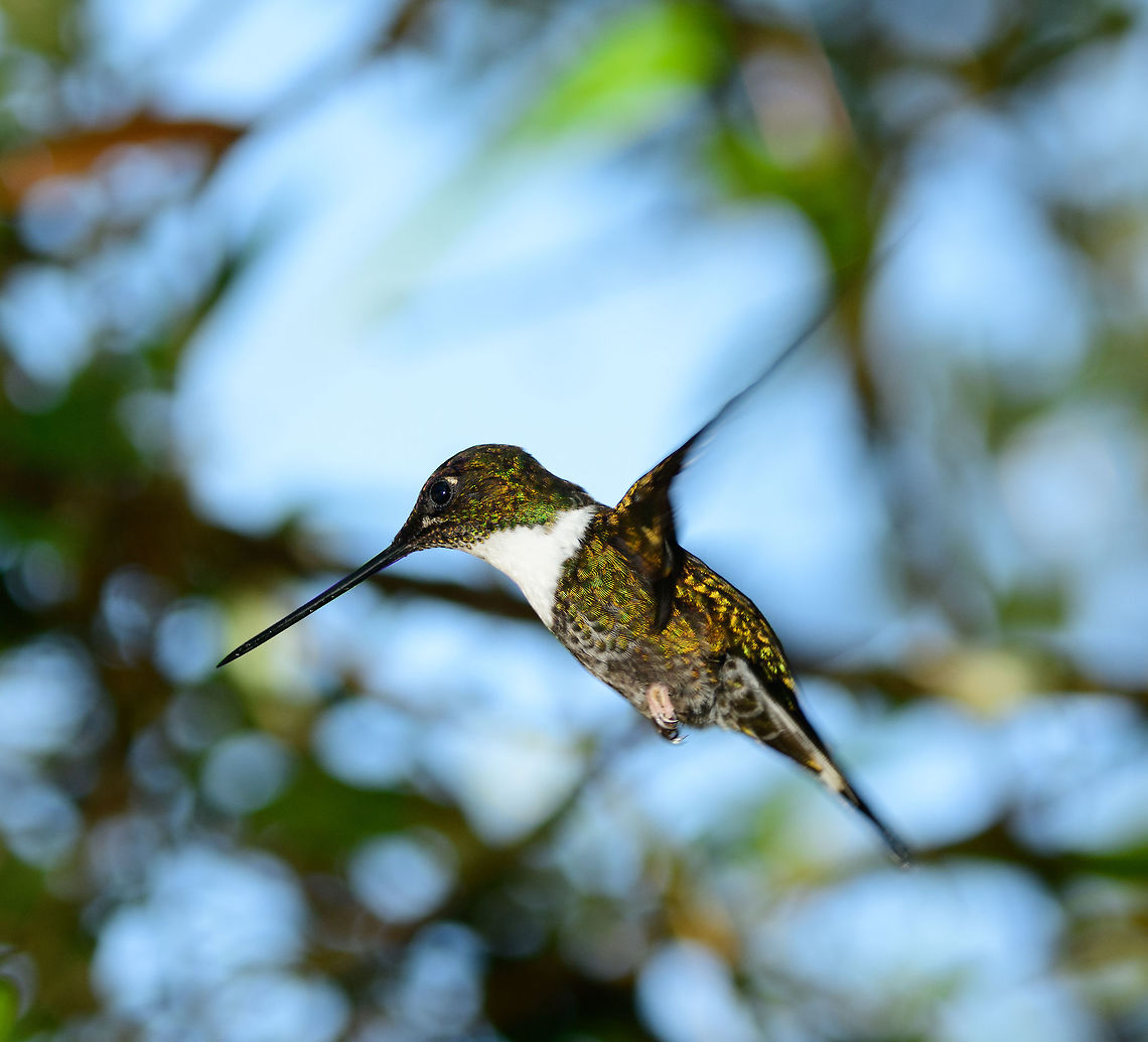 Collared Inca in flight, Tatama National Park, Colombia  Cerro Montezuma,Choco,Chocó,Coeligena torquata,Collared inca,Colombia,Colombia Choco & Pacific region,Fall,Geotagged,Montezuma,South America,Tatama National Park,Tatamá National Park,World