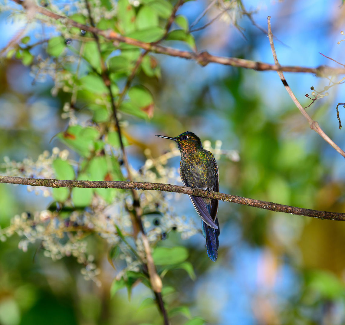 White-tailed hillstar, Tatama National Park, Colombia  Cerro Montezuma,Choco,Choc&oacute;,Colombia,Colombia Choco & Pacific region,Fall,Geotagged,Montezuma,South America,Tatama National Park,Tatam&aacute; National Park,Urochroa bougueri,White-tailed hillstar,World