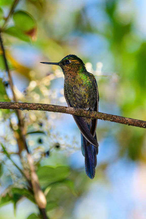 White-tailed hillstar closeup, Tatama National Park, Colombia  Cerro Montezuma,Choco,Chocó,Colombia,Colombia Choco & Pacific region,Fall,Geotagged,Montezuma,South America,Tatama National Park,Tatamá National Park,Urochroa bougueri,White-tailed hillstar,World