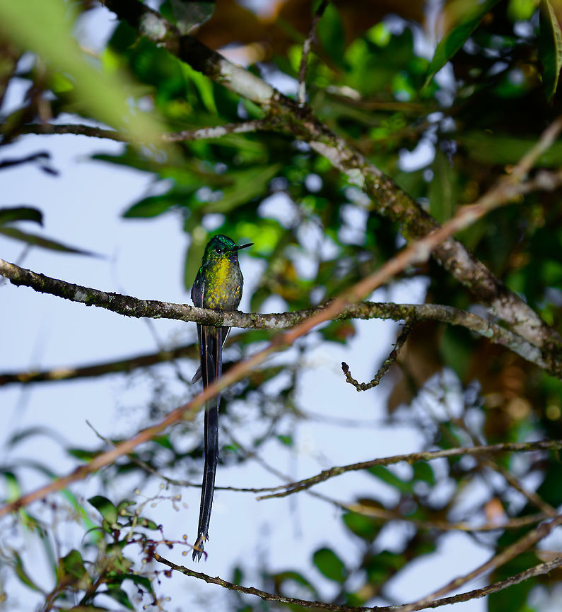 Violet-tailed sylph male, Tatama National Park, Colombia Fantastic species. Not a great photo, sorry, this was against the light. Tail detail:<br />
<figure class="photo"><a href="https://www.jungledragon.com/image/55270/violet-tailed_sylph_male_tail_tatama_national_park_colombia.html" title="Violet-tailed sylph male tail, Tatama National Park, Colombia"><img src="https://s3.amazonaws.com/media.jungledragon.com/images/2/55270_thumb.jpg?AWSAccessKeyId=05GMT0V3GWVNE7GGM1R2&Expires=1759968010&Signature=Uqwt0pumYpi0MCY2%2BRVN%2B4MNMnw%3D" width="92" height="152" alt="Violet-tailed sylph male tail, Tatama National Park, Colombia Cropping a failed shot for fun to highlight the beautiful tail of the male of the Violet-tailed sylph. Aglaiocercus coelestis,Cerro Montezuma,Choco,Choc&oacute;,Colombia,Colombia Choco &amp; Pacific region,Fall,Geotagged,Montezuma,South America,Tatama National Park,Tatam&aacute; National Park,Violet-tailed sylph,World" /></a></figure> Aglaiocercus coelestis,Cerro Montezuma,Choco,Chocó,Colombia,Colombia Choco & Pacific region,Fall,Geotagged,Montezuma,South America,Tatama National Park,Tatamá National Park,Violet-tailed sylph,World