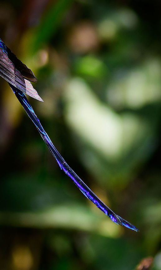 Violet-tailed sylph male tail, Tatama National Park, Colombia Cropping a failed shot for fun to highlight the beautiful tail of the male of the Violet-tailed sylph. Aglaiocercus coelestis,Cerro Montezuma,Choco,Choc&oacute;,Colombia,Colombia Choco & Pacific region,Fall,Geotagged,Montezuma,South America,Tatama National Park,Tatam&aacute; National Park,Violet-tailed sylph,World