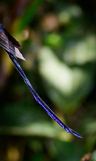 Violet-tailed sylph male tail, Tatama National Park, Colombia Cropping a failed shot for fun to highlight the beautiful tail of the male of the Violet-tailed sylph. Aglaiocercus coelestis,Cerro Montezuma,Choco,Choc&oacute;,Colombia,Colombia Choco & Pacific region,Fall,Geotagged,Montezuma,South America,Tatama National Park,Tatam&aacute; National Park,Violet-tailed sylph,World