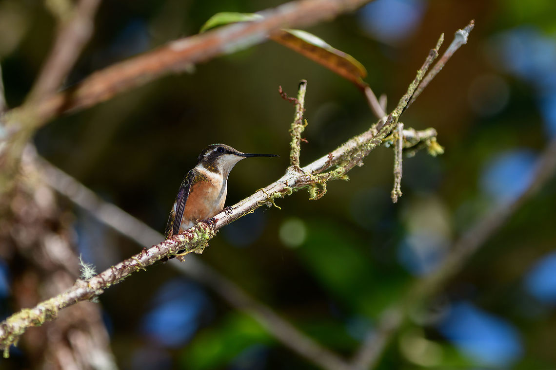 Purple-throated woodstar perched, Tatama National Park, Colombia  Calliphlox mitchellii,Cerro Montezuma,Choco,Chocó,Colombia,Colombia Choco & Pacific region,Montezuma,Purple-throated woodstar,South America,Tatama National Park,Tatamá National Park,World