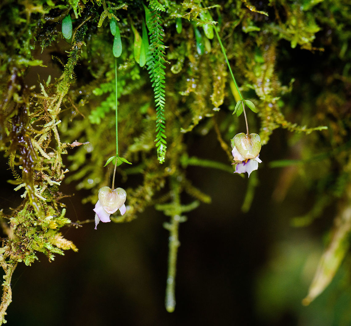 Utricularia jameisoniana, Tatama National Park, Colombia Quite an interesting plant found in the cloud forest. This is a carnivorous plant, an epiphyte bladderwort. There isn&#039;t a whole lot of information online, but I believe it uses some kind of trip wire and pressure system to suck in small insects. Here you can see this mechanism in action on another species of this genus:<br />
<section class="video"><iframe width="448" height="282" src="https://www.youtube-nocookie.com/embed/wZcKoTxp5mc?hd=1&autoplay=0&rel=0" frameborder="0" allowfullscreen></iframe></section> Cerro Montezuma,Choco,Chocó,Colombia,Colombia Choco & Pacific region,Montezuma,South America,Tatama National Park,Tatamá National Park,Utricularia jameisoniana,Utricularia jamesoniana,World