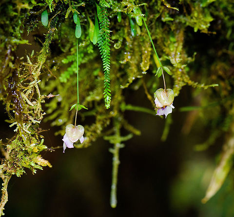 Utricularia jameisoniana, Tatama National Park, Colombia Quite an interesting plant found in the cloud forest. This is a carnivorous plant, an epiphyte bladderwort. There isn't a whole lot of information online, but I believe it uses some kind of trip wire and pressure system to suck in small insects. Here you can see this mechanism in action on another species of this genus:
https://www.youtube.com/watch?v=wZcKoTxp5mc Cerro Montezuma,Choco,Chocó,Colombia,Colombia Choco & Pacific region,Montezuma,South America,Tatama National Park,Tatamá National Park,Utricularia jameisoniana,Utricularia jamesoniana,World