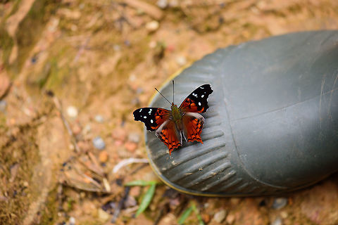 Hypanartia cinderella on my boot, Tatama National Park, Colombia A beautiful bright cloudforest butterfly. I wish I had known at the time how gorgeous it is from the side as well:
https://farm5.staticflickr.com/4502/37516970251_8b382c3629_b.jpg

Closeup:
https://www.jungledragon.com/image/55274/cinderella_admiral_-_closeup_tatama_national_park_colombia.html Cerro Montezuma,Choco,Choc&oacute;,Cinderella Admiral,Colombia,Colombia Choco & Pacific region,Hypanartia cinderella,Montezuma,South America,Tatama National Park,Tatam&aacute; National Park,World