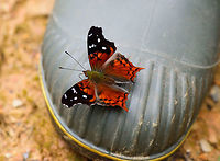Cinderella Admiral - closeup, Tatama National Park, Colombia  Cerro Montezuma,Choco,Choc&oacute;,Cinderella Admiral,Colombia,Colombia Choco & Pacific region,Hypanartia cinderella,Montezuma,South America,Tatama National Park,Tatam&aacute; National Park,World