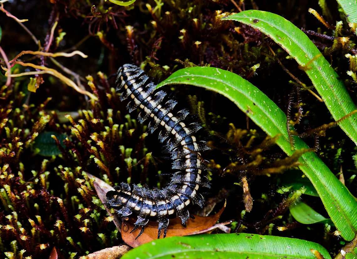 Millipede, Tatama National Park, Colombia Overall black with dual yellow band across the length of the body. Cerro Montezuma,Choco,Choc&oacute;,Colombia,Colombia Choco & Pacific region,Fall,Geotagged,Montezuma,South America,Tatama National Park,Tatam&aacute; National Park,World