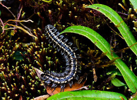 Millipede, Tatama National Park, Colombia Overall black with dual yellow band across the length of the body. Cerro Montezuma,Choco,Choc&oacute;,Colombia,Colombia Choco & Pacific region,Fall,Geotagged,Montezuma,South America,Tatama National Park,Tatam&aacute; National Park,World