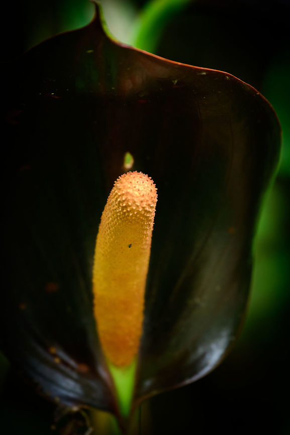 Black Anthurium / Black Queen, Colombia A mysteriously dark flower found in the wild, one that is highly sought after by collectors, thus removing the exact geotag from this photo. I'm double checking the exact species, as there seem to be multiple species with dark spades:<br />
<a href="https://www.aroid.org/gallery/croat/0370011.pdf" rel="nofollow">https://www.aroid.org/gallery/croat/0370011.pdf</a> Anthurium cabrerense,Cerro Montezuma,Choco,Choc&oacute;,Colombia,Colombia Choco & Pacific region,Montezuma,South America,Tatama National Park,Tatam&aacute; National Park,World