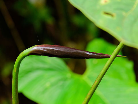 Black Anthurium before flowering, Colombia  Anthurium cabrerense,Cerro Montezuma,Choco,Chocó,Colombia,Colombia Choco & Pacific region,Montezuma,South America,Tatama National Park,Tatamá National Park,World