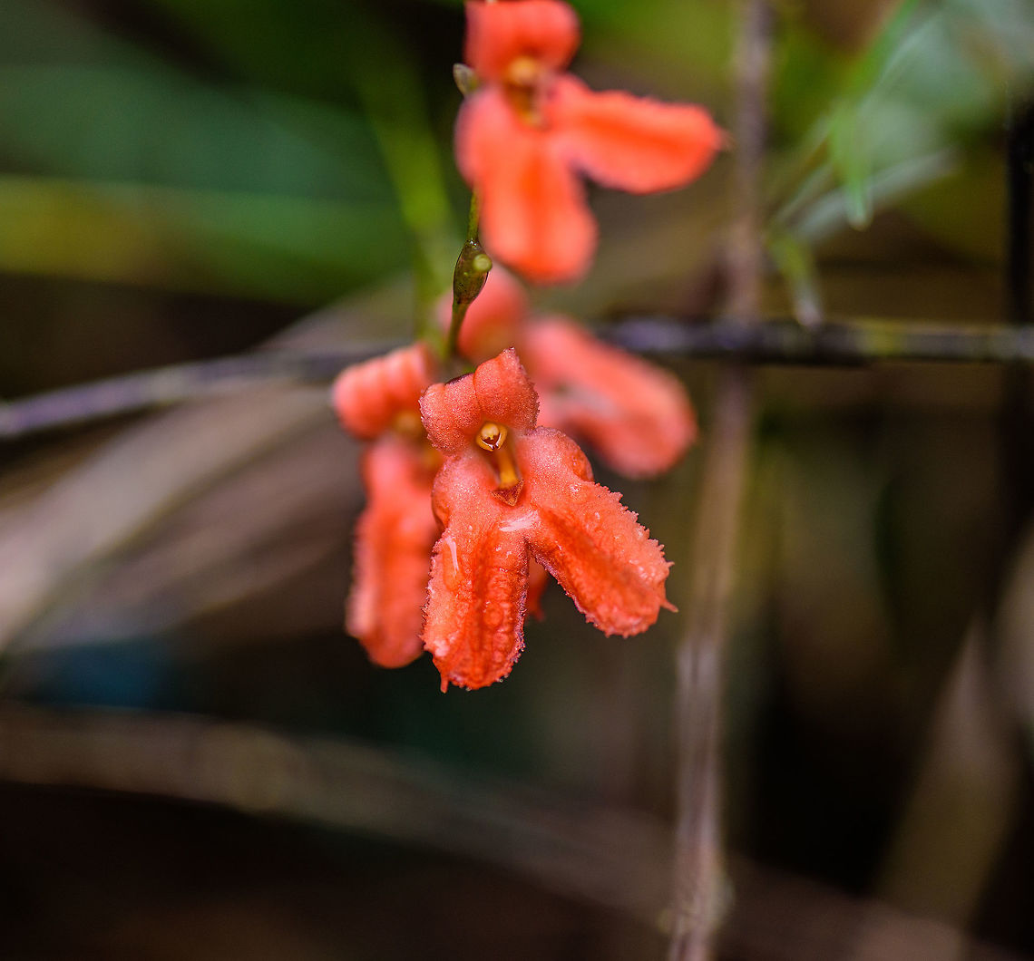 Porroglossum eduardii, Tatama National Park, Colombia Another tiny orchid found in the cloud forest of Tatama National Park, Colombia. Orchid species in this genus have a unique way to spread their pollen. Here&#039;s a video of another species in the same genus demonstrating the mechanism:<br />
<section class="video"><iframe width="448" height="282" src="https://www.youtube-nocookie.com/embed/hnk4-Gr7IN4?hd=1&autoplay=0&rel=0" frameborder="0" allowfullscreen></iframe></section> Cerro Montezuma,Choco,Chocó,Colombia,Colombia Choco & Pacific region,Eduard's Porroglossum,Montezuma,Porroglossum eduardii,South America,Tatama National Park,Tatamá National Park,World