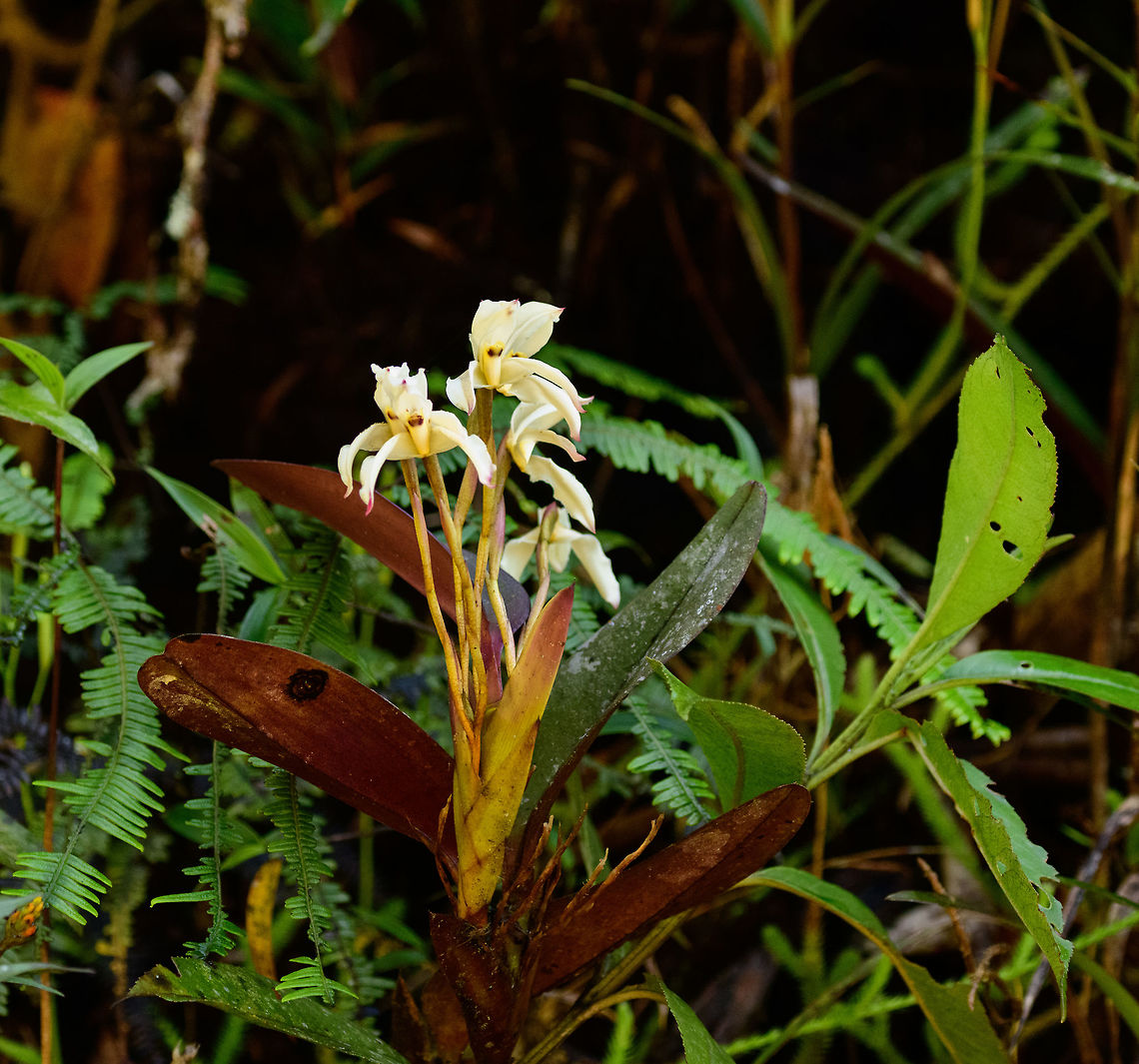 Maxillaria tenebrifolia, Tatama National Park, Colombia  Cerro Montezuma,Choco,Chocó,Colombia,Colombia Choco & Pacific region,Fall,Geotagged,Maxillaria  tenebrifolia,Montezuma,South America,Tatama National Park,Tatamá National Park,World