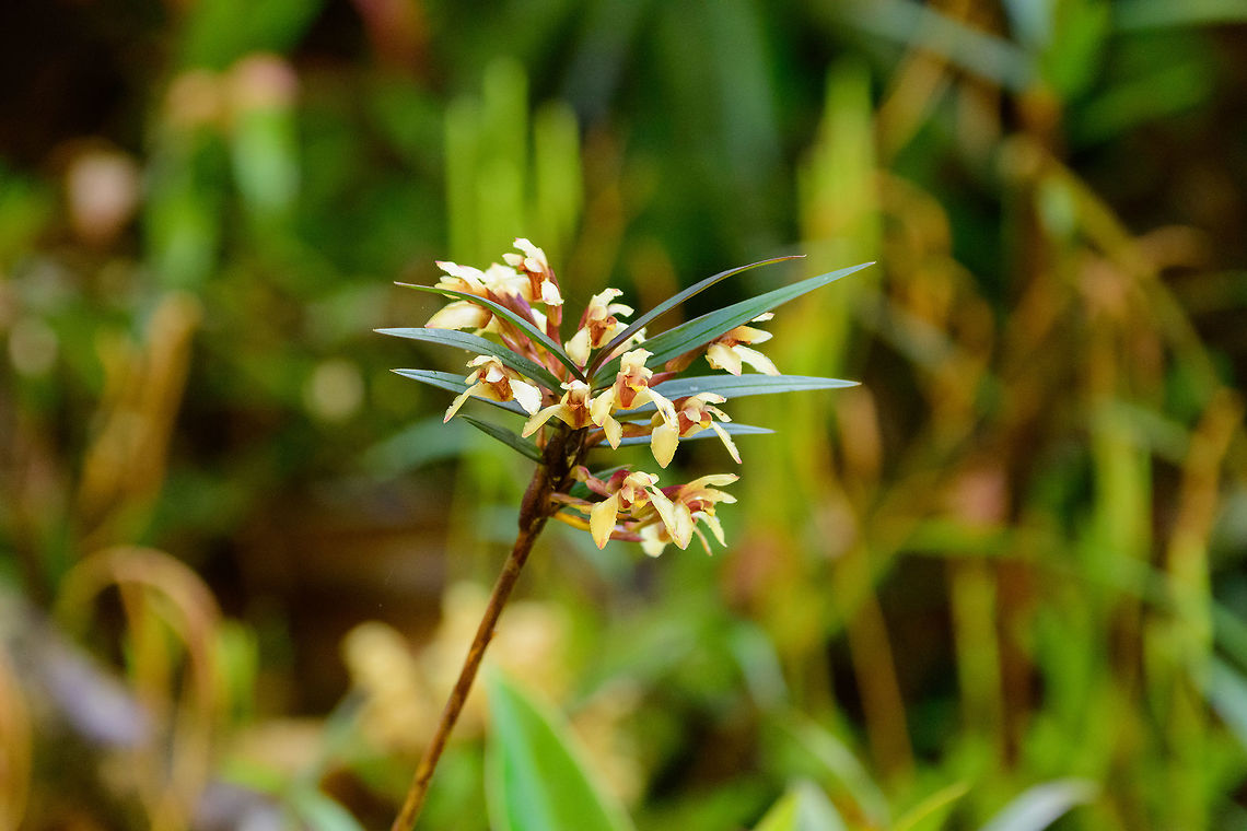 Maxillaria embreei, Tatama National Park, Colombia  Cerro Montezuma,Choco,Choc&oacute;,Colombia,Colombia Choco & Pacific region,Embre's Maxillaria,Maxillaria embreei,Montezuma,South America,Tatama National Park,Tatam&aacute; National Park,World
