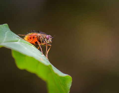 Large Tachnid fly, Tatama National Park, Colombia This one caught our attention due to its large orange abdomen that almost seemed to glow, so bright. Cerro Montezuma,Choco,Chocó,Colombia,Colombia Choco & Pacific region,Montezuma,South America,Tatama National Park,Tatamá National Park,World