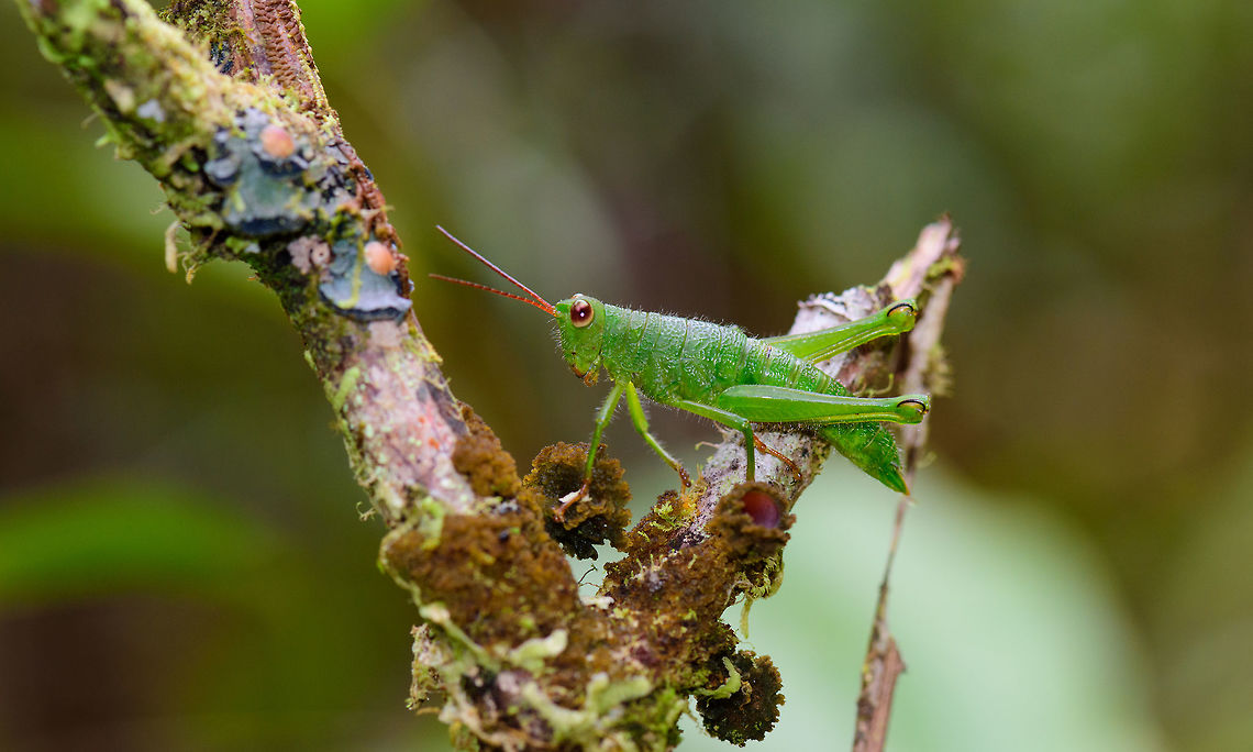 Large green grasshopper, Tatama National Park, Colombia All-green body, bright red antennae. Cerro Montezuma,Choco,Chocó,Colombia,Colombia Choco & Pacific region,Montezuma,South America,Tatama National Park,Tatamá National Park,World