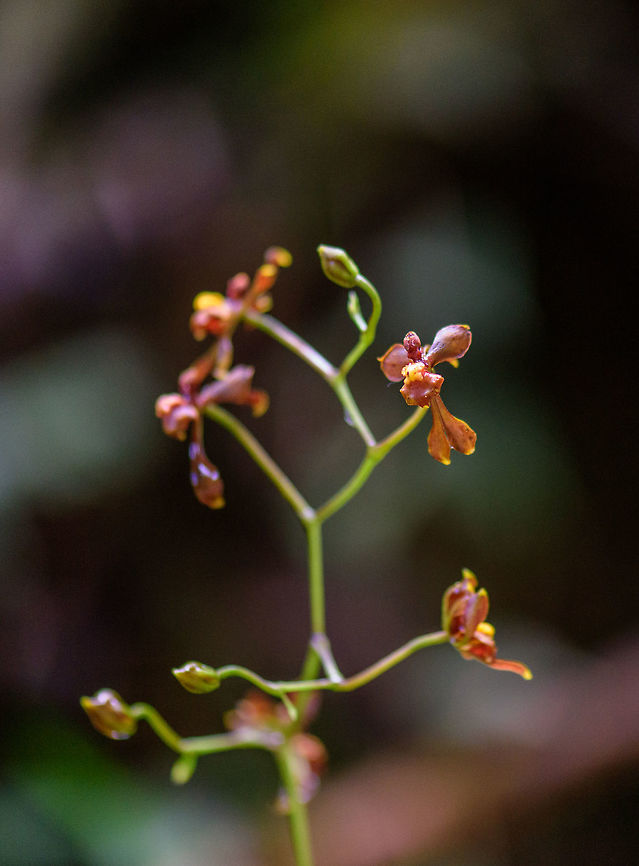 Cyrtochilum sp, Tatama National Park, Colombia To be identified orchid species found in the Tatama National Park cloud forest. I've asked an orchid group for identification, so far it seems to be the Cyrtochilum genus. Cerro Montezuma,Choco,Choc&oacute;,Colombia,Colombia Choco & Pacific region,Cyrtochilum examinans,Montezuma,South America,Tatama National Park,Tatam&aacute; National Park,World