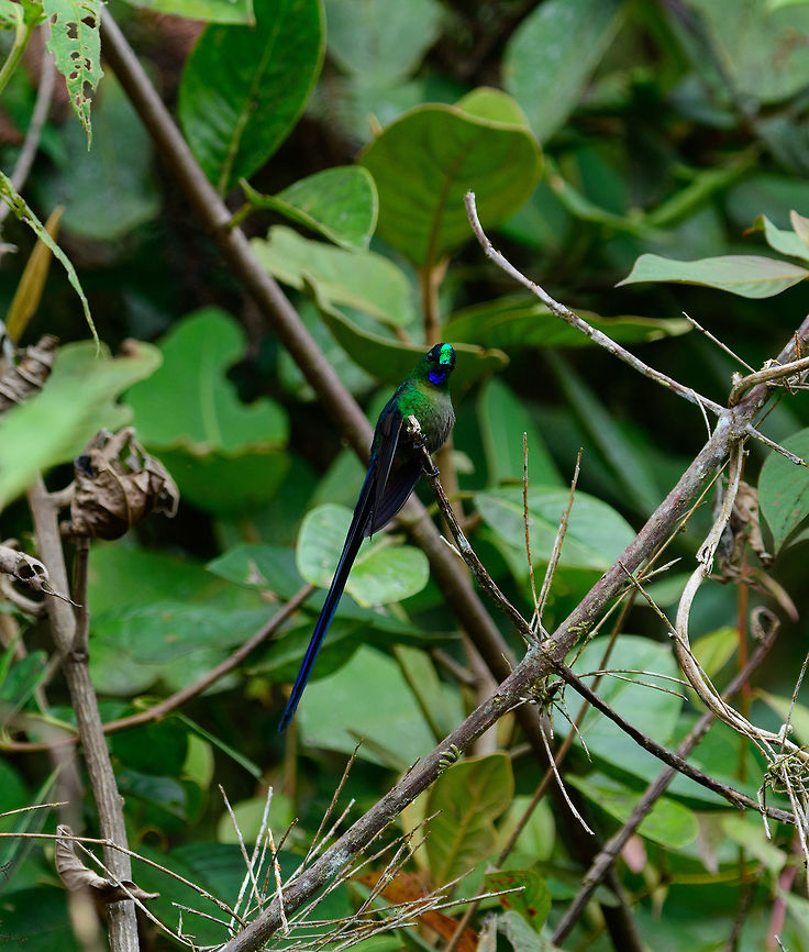 Violet-tailed sylph posing, Tatama National Park, Colombia Happy to have found the male displaying in the forest, instead of at a feeder :) Aglaiocercus coelestis,Cerro Montezuma,Choco,Chocó,Colombia,Colombia Choco & Pacific region,Montezuma,South America,Tatama National Park,Tatamá National Park,Violet-tailed sylph,World