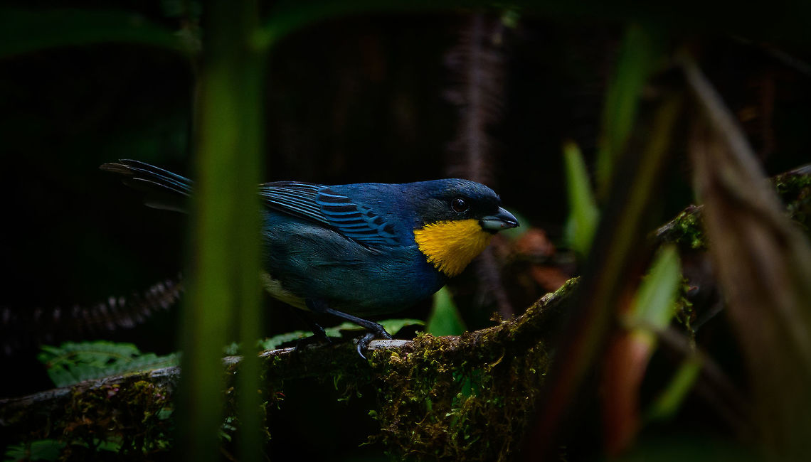 Purplish-mantled tanager, Tatama National Park, Colombia Heavily cropped due to lots of clutter that kept getting in the way of this beautiful, elusive bird. Cerro Montezuma,Choco,Choc&oacute;,Colombia,Colombia Choco & Pacific region,Fall,Geotagged,Iridosornis porphyrocephalus,Montezuma,Purplish-mantled tanager,South America,Tatama National Park,Tatam&aacute; National Park,World