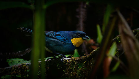 Purplish-mantled tanager