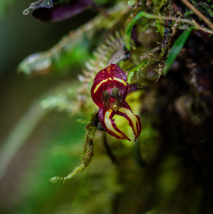 Lepanthes carunculigera, Tatama National Park, Colombia This is the first Lepanthes orchid our guide pointed out in the cloud forest of Colombia, and a turning point for us to get excited about orchids. The Lepanthes genus, nicknamed Babyboot orchids, in particular is spectacular. It consist of a range of miniature orchids that are not only gorgeous, also quite rare and collectable as they grow in very specific conditions in cloud forests only.<br />
<figure class="photo"><a href="https://www.jungledragon.com/image/55330/lepanthes_carunculigera_-_closeup_tatama_national_park_colombia.html" title="Lepanthes carunculigera - closeup, Tatama National Park, Colombia"><img src="https://s3.amazonaws.com/media.jungledragon.com/images/2/55330_thumb.jpg?AWSAccessKeyId=05GMT0V3GWVNE7GGM1R2&Expires=1759968010&Signature=Ldvea%2FWWbn3wwfS%2Fyq%2BvbILaHR8%3D" width="134" height="152" alt="Lepanthes carunculigera - closeup, Tatama National Park, Colombia A beautiful miniature orchid from the cloud forest of Tatama National Park, Colombia. This shot is with flash, to bring out more detail. Caruncle Bearing Lepanthes,Cerro Montezuma,Choco,Choc&oacute;,Colombia,Colombia Choco &amp; Pacific region,Lepanthes carunculigera,Montezuma,South America,Tatama National Park,Tatam&aacute; National Park,World" /></a></figure> Caruncle Bearing Lepanthes,Cerro Montezuma,Choco,Chocó,Colombia,Colombia Choco & Pacific region,Lepanthes carunculigera,Montezuma,South America,Tatama National Park,Tatamá National Park,World