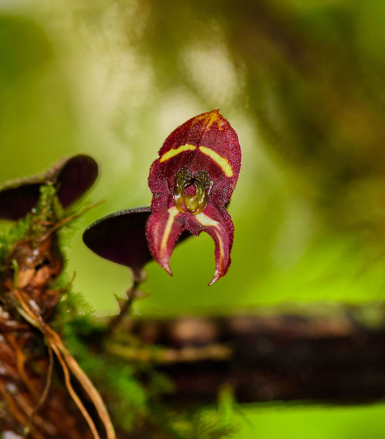 Lepanthes carunculigera - closeup, Tatama National Park, Colombia A beautiful miniature orchid from the cloud forest of Tatama National Park, Colombia. This shot is with flash, to bring out more detail. Caruncle Bearing Lepanthes,Cerro Montezuma,Choco,Chocó,Colombia,Colombia Choco & Pacific region,Lepanthes carunculigera,Montezuma,South America,Tatama National Park,Tatamá National Park,World
