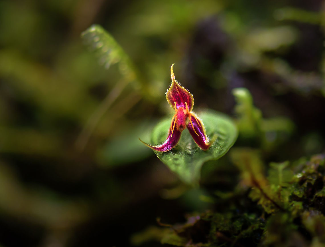 Lepanthes hexapus, Tatama National Park, Colombia Another stunning lepanthes orchid from the cloud forest of Tatama National Park, Colombia. Note that this is a macro and then further cropped, that&#039;s how tiny they are, only a few mms. Cerro Montezuma,Choco,Chocó,Colombia,Colombia Choco & Pacific region,Lepanthes hexapus,Montezuma,Six Footed Lepanthes,South America,Tatama National Park,Tatamá National Park,World