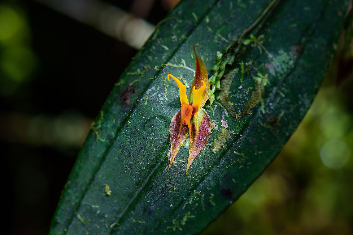 Lepanthes licrophora, Tatama National Park, Colombia Another jewel of an orchid in the cloudforest of Tatama National Park, Colombia. This species has only been described in 2013, so there&#039;s not much information about it online. Cerro Montezuma,Choco,Chocó,Colombia,Colombia Choco & Pacific region,Lepanthes licrophora,Montezuma,South America,Tatama National Park,Tatamá National Park,World