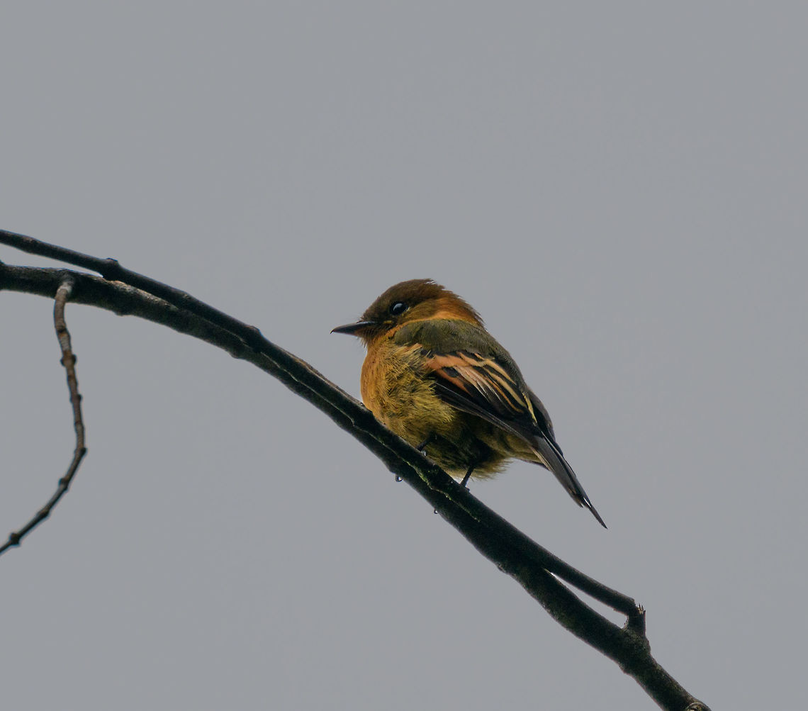 Cinnamon flycatcher, Tatama National Park, Colombia A fairly distinctive looking flycatcher, given how many flycatchers look similar to each other. Males and females look almost identical, with the male having a darker face. It often joins mixed flocks according to my book. Cerro Montezuma,Choco,Choc&oacute;,Cinnamon flycatcher,Colombia,Colombia Choco & Pacific region,Montezuma,Pyrrhomyias cinnamomeus,South America,Tatama National Park,Tatam&aacute; National Park,World