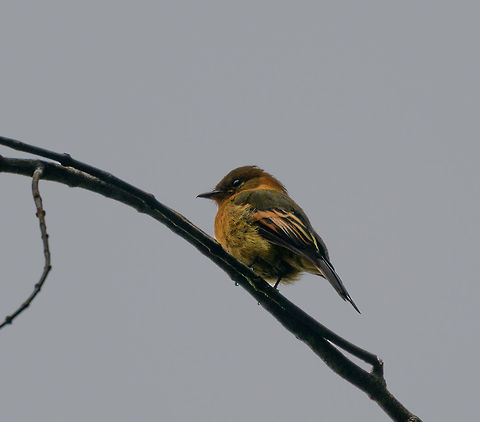 Cinnamon flycatcher, Tatama National Park, Colombia A fairly distinctive looking flycatcher, given how many flycatchers look similar to each other. Males and females look almost identical, with the male having a darker face. It often joins mixed flocks according to my book. Cerro Montezuma,Choco,Choc&oacute;,Cinnamon flycatcher,Colombia,Colombia Choco & Pacific region,Montezuma,Pyrrhomyias cinnamomeus,South America,Tatama National Park,Tatam&aacute; National Park,World