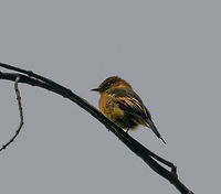 Cinnamon flycatcher, Tatama National Park, Colombia A fairly distinctive looking flycatcher, given how many flycatchers look similar to each other. Males and females look almost identical, with the male having a darker face. It often joins mixed flocks according to my book. Cerro Montezuma,Choco,Choc&oacute;,Cinnamon flycatcher,Colombia,Colombia Choco & Pacific region,Montezuma,Pyrrhomyias cinnamomeus,South America,Tatama National Park,Tatam&aacute; National Park,World