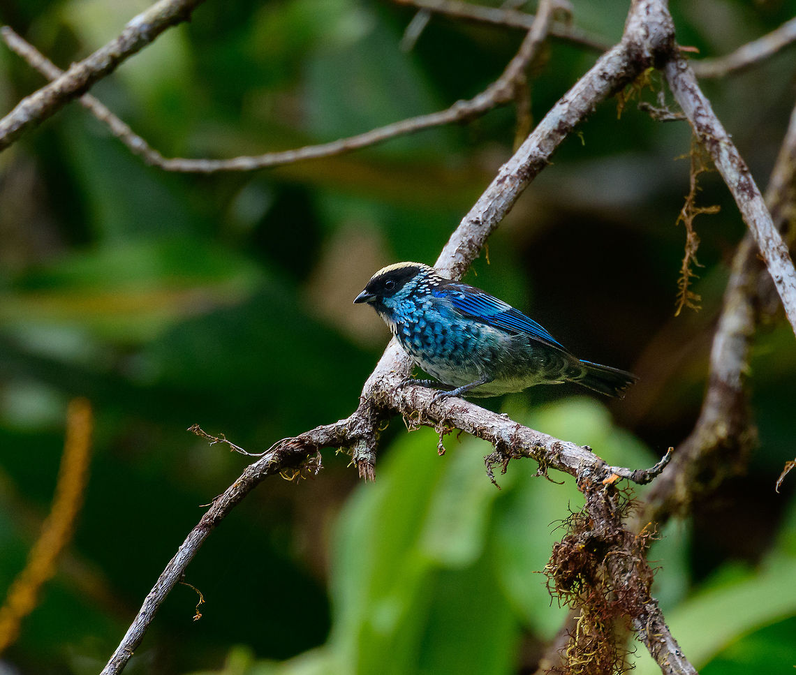 Beryl-spangled tanager, Tatama National Park, Colombia A beautiful songbird from the Andes. Part of the Tangara genus which has some very vibrant species:<br />
<a href="https://www.jungledragon.com/wildlife/browse/animalia/chordata/aves/passeriformes/thraupidae/tangara" rel="nofollow">https://www.jungledragon.com/wildlife/browse/animalia/chordata/aves/passeriformes/thraupidae/tangara</a> Beryl-spangled tanager,Cerro Montezuma,Choco,Chocó,Colombia,Colombia Choco & Pacific region,Montezuma,South America,Tangara nigroviridis,Tatama National Park,Tatamá National Park,World
