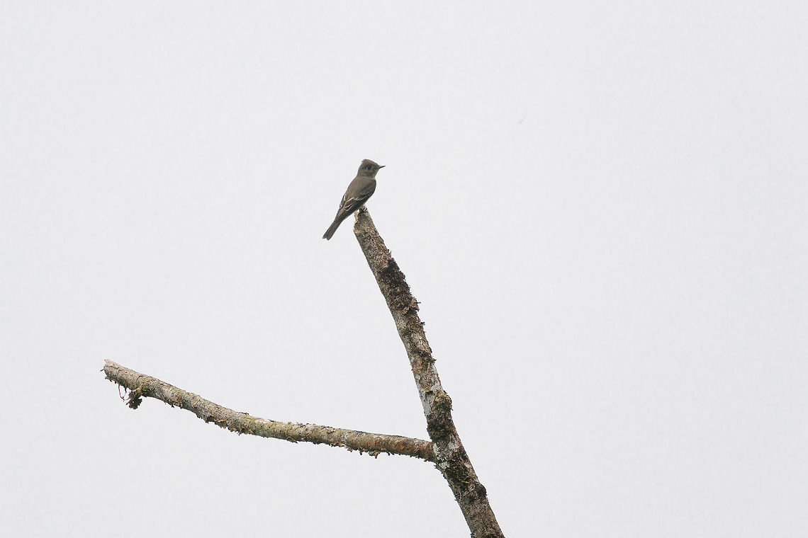 Eastern Wood Pewee, Tatama National Park, Colombia Far away and against the light, sorry for the poor photo. Cerro Montezuma,Choco,Choc&oacute;,Colombia,Colombia Choco & Pacific region,Contopus virens,Eastern Wood Pewee,Fall,Geotagged,Montezuma,South America,Tatama National Park,Tatam&aacute; National Park,World