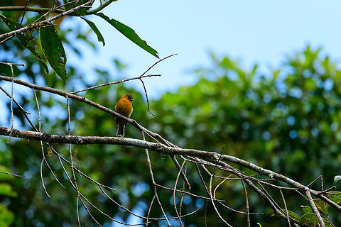 Cinnamon flycatcher - front view, Tatama National Park, Colombia Closeup and side view here:
https://www.jungledragon.com/image/55371/cinnamon_flycatcher_tatama_national_park_colombia.html Cerro Montezuma,Choco,Choc&oacute;,Cinnamon flycatcher,Colombia,Colombia Choco & Pacific region,Montezuma,Pyrrhomyias cinnamomeus,South America,Tatama National Park,Tatam&aacute; National Park,World