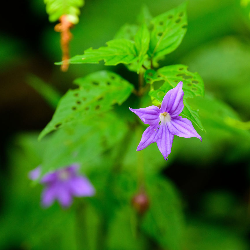 Purple flower with white core, Tatama National Park, Colombia  Browallia speciosa,Cerro Montezuma,Choco,Choc&oacute;,Colombia,Colombia Choco & Pacific region,Montezuma,South America,Tatama National Park,Tatam&aacute; National Park,World