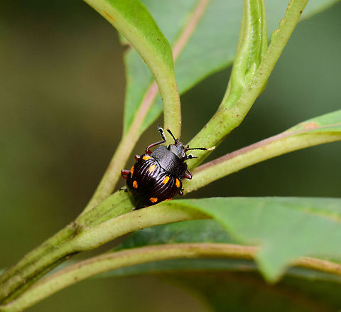 Black leaf beetle with orange spots, Tatama National Park, Colombia Passalidea. Overall black, ridged abdomen. The angle blocks part of the view, but I believe there are three rows of dots, first 2 rows clearly showing 4 per row. I'm hoping this one gets the attention from enthusiasts here :) Cerro Montezuma,Choco,Chocó,Colombia,Colombia Choco & Pacific region,Montezuma,South America,Tatama National Park,Tatamá National Park,World