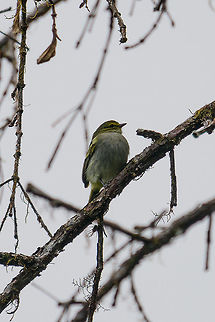 Golden-faced tyrannulet, Tatama National Park, Colombia Sorry for the poor shot, light conditions were terrible. Cerro Montezuma,Choco,Choc&oacute;,Colombia,Colombia Choco & Pacific region,Golden-faced tyrannulet,Montezuma,South America,Tatama National Park,Tatam&aacute; National Park,World,Zimmerius chrysops