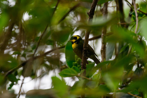 Gold-ringed tanager, Tatama National Park The cloudforest has so much beauty to offer that we almost forgot we were also on the lookout for some target birds. Such as this one, the Gold-ringed tanager. Endemic to western Colombia, known from only three locations, where its on the decline. The spanish version of the common name is Tangara del Tatam&aacute;, Tatama Tanager, referring to its very small distribution.

Angle with better light, showing its true colors:
https://www.jungledragon.com/image/55388/gold-ringed_tanager_eat_pink_fruits_or_flowers_tatama_national_park.html
Stretching:

https://www.jungledragon.com/image/55389/gold-ringed_tanager_stretching_tatama_national_park.html Bangsia aureocincta,Cerro Montezuma,Choco,Choc&oacute;,Colombia,Colombia Choco & Pacific region,Fall,Geotagged,Gold-ringed tanager,Montezuma,South America,Tatama National Park,Tatam&aacute; National Park,World
