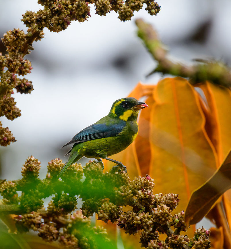 Gold-ringed tanager eat pink fruits or flowers, Tatama National Park Locally endemic and threatened, yet upon spotting it, this bird was not shy. It spent minutes on this twig feeding on its pink fruits or flowers with no intention to flee.  Bangsia aureocincta,Cerro Montezuma,Choco,Chocó,Colombia,Colombia Choco & Pacific region,Fall,Geotagged,Gold-ringed tanager,Montezuma,South America,Tatama National Park,Tatamá National Park,World
