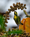 Gold-ringed tanager stretching, Tatama National Park Here's a moment where the new D850 paid of with its increased rate of 7 images per second (soon 9 when I get the battery grip). This gold-ringed tanager is stretching to the maximum to reach the pink flowers or fruits of this plant. Bangsia aureocincta,Cerro Montezuma,Choco,Chocó,Colombia,Colombia Choco & Pacific region,Fall,Geotagged,Gold-ringed tanager,Montezuma,South America,Tatama National Park,Tatamá National Park,World