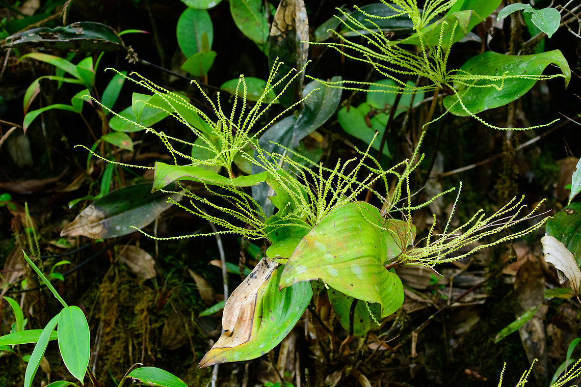 Pleurothallis colossus, Tatama National Park, Colombia Very large orchid found in the cloudforest of Tatama National Park. In hindsight, I should have taken a macro of the individual flowers. I&#039;m only starting to learn about orchids just now, sorry. Cerro Montezuma,Choco,Chocó,Colombia,Colombia Choco & Pacific region,Fall,Geotagged,Giant Pleurothallis,Montezuma,Pleurothallis colossus,South America,Tatama National Park,Tatamá National Park,World