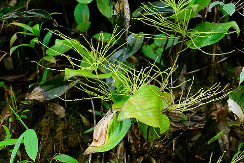 Pleurothallis colossus, Tatama National Park, Colombia Very large orchid found in the cloudforest of Tatama National Park. In hindsight, I should have taken a macro of the individual flowers. I'm only starting to learn about orchids just now, sorry. Cerro Montezuma,Choco,Chocó,Colombia,Colombia Choco & Pacific region,Fall,Geotagged,Giant Pleurothallis,Montezuma,Pleurothallis colossus,South America,Tatama National Park,Tatamá National Park,World