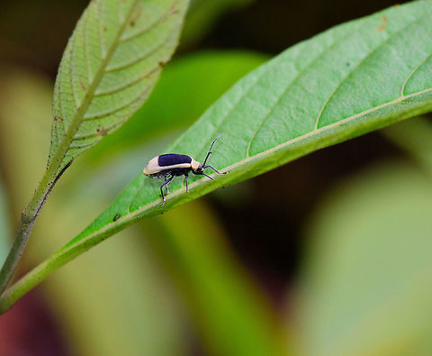 Asphaera boliviensis - side view, Tatama National Park  Asphaera boliviensis,Cerro Montezuma,Choco,Choc&oacute;,Colombia,Colombia Choco & Pacific region,Montezuma,South America,Tatama National Park,Tatam&aacute; National Park,World